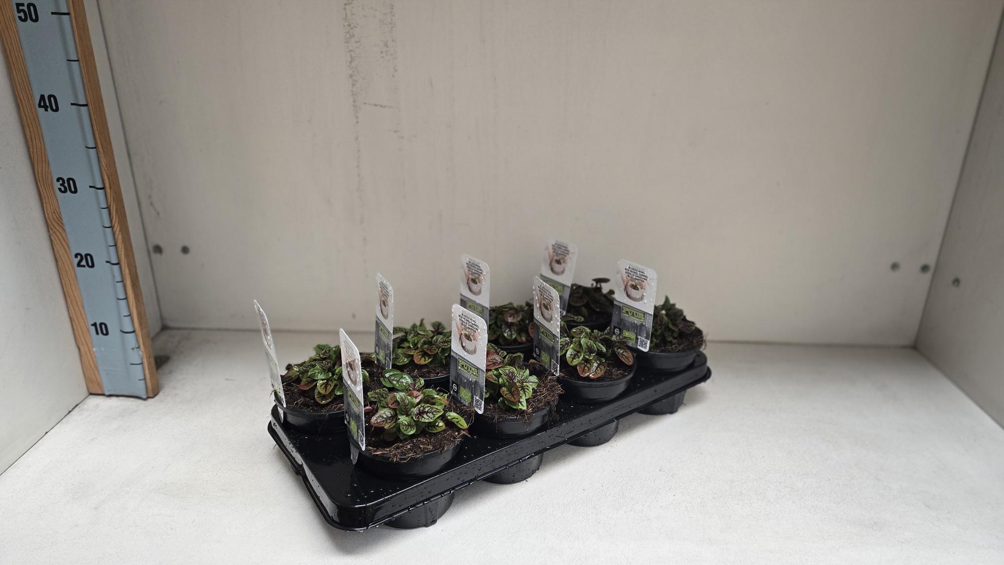 1978x1103 pixels (172K)